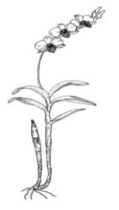 Dendribium Orchid