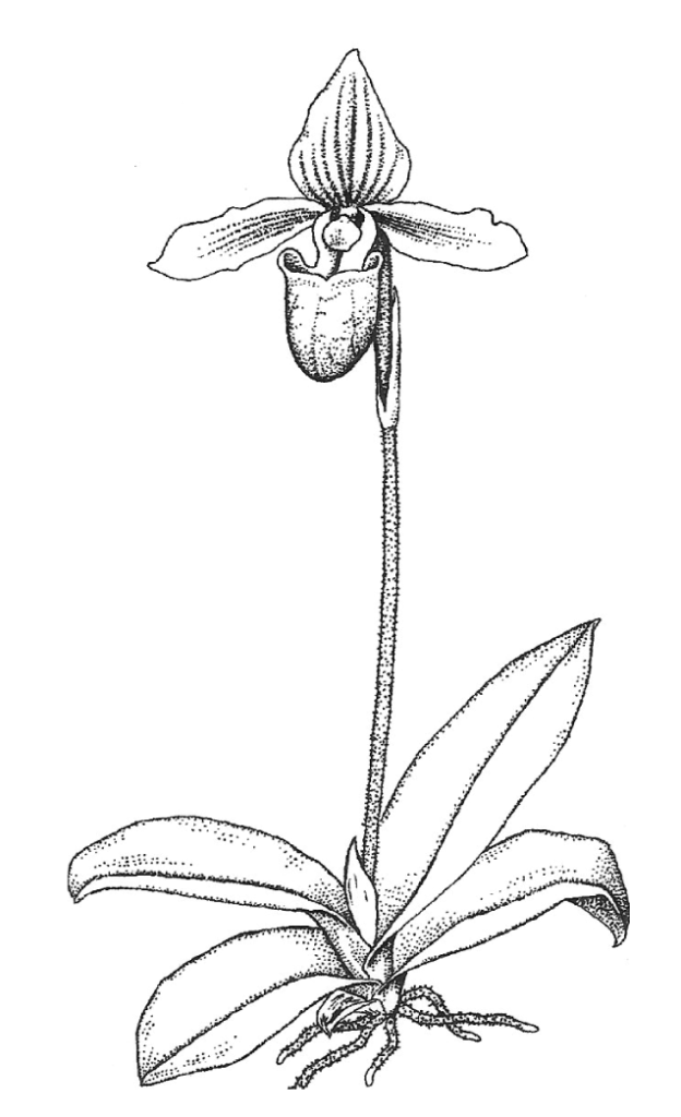 Paphiopedilum Orchid