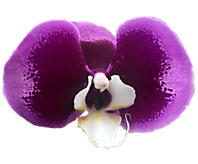 purple phalaonopsis