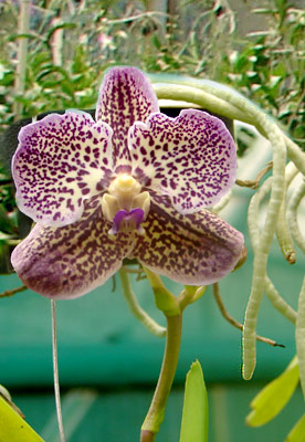 Vanda Gordon Dillon