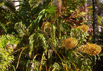 Grammatophyllum