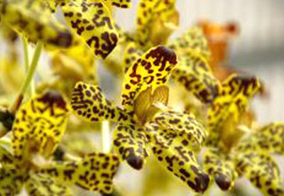 Grammatophyllum scriptum