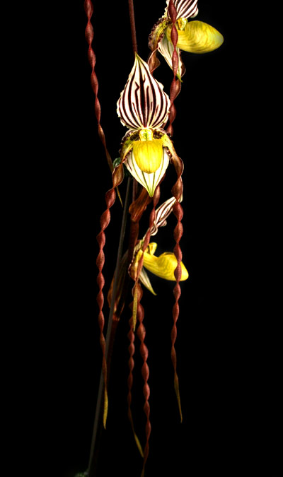 Paphiopedilum philippinense