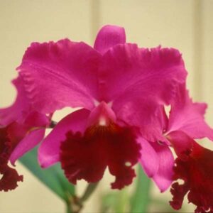 Kanekos Beauty Awarded