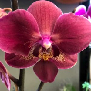 Red Phaleonopsis