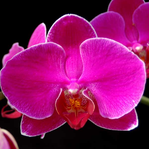 Pink Phaleonopsis