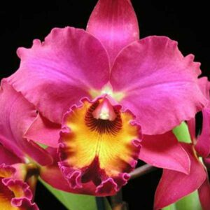 Potinara Regal Waianae Kalos Rainbow