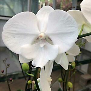 White Phaleonopsis