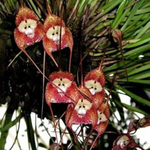 monkey-orchid5