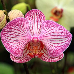 6 Months of Beautiful Orchids