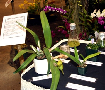 Table display