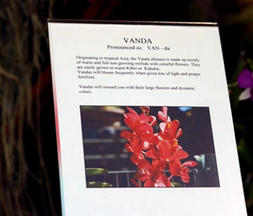 Vanda