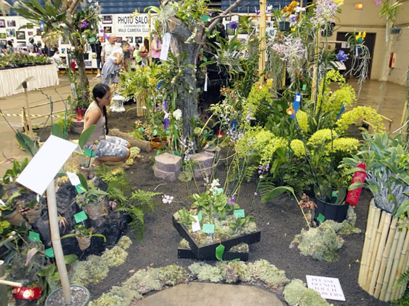 Maui Orchid Society Display 2010