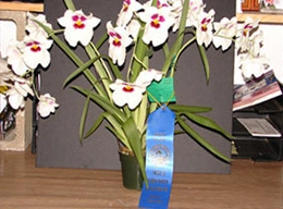 Orchids awarded