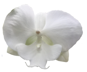 white phaleonopsis
