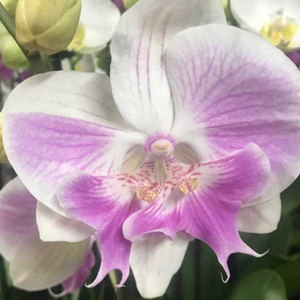 Pink phalaenopsis