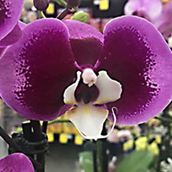 Purple phalaenopsis