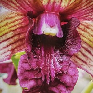 robert delagado dragon face orchid