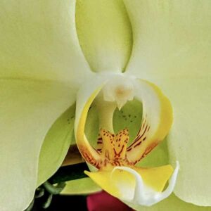 robert delgado koi face orchid