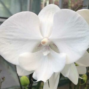 White phalaenopsis