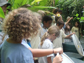 roots-maui-worm-bins