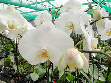 white-phalaenopsis